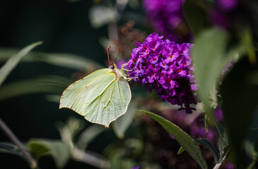 Schmetterling Zitronenfalter