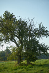 Cerasus Mill, drzewo, łąka 