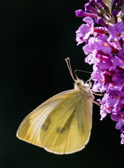 gelber Schmetterling auf lila Schmetterlingsflieder 