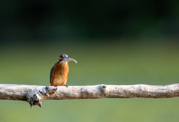 Kingfisher bird with fish in beak standing on branch