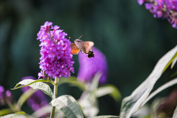 Schmetterling Taubenschwänzchen im Schwirrflug