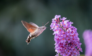 Schmetterling Taubenschwänzchen Makro