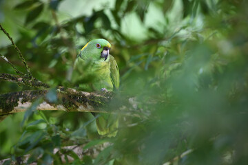 Yellow-naped amazon parrot perched on tree