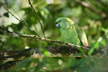 Yellow-naped amazon parrot perched on tree