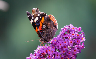 Admiral Schmetterling Makro