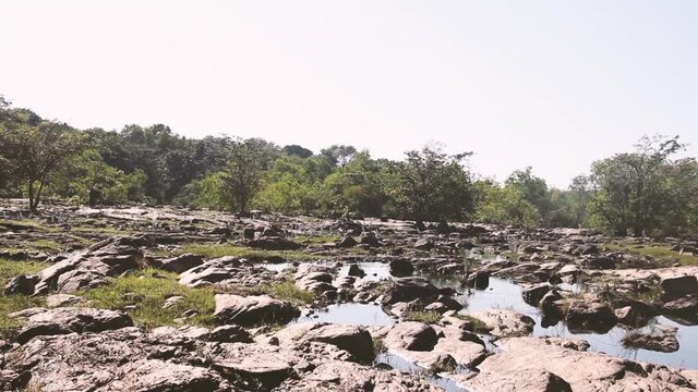 Flock of Indian Cattle Egrets (Bubulcus coromandus) landed in the dry stony riverbed, Sri Lanka. Voices of birds of the rainforest
