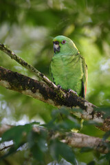 Yellow-naped amazon parrot perched on tree