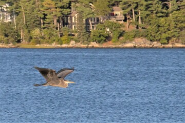 Crane in flight bird, seagull, flying, water, sea, nature, gull, animal, flight, fly, wildlife, blue, sky, wings, lake, ocean, white, freedom, birds, duck, beach, feather, feathers, free, wing