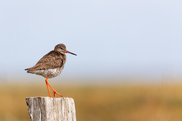 Redshank (Tringa totanus) sitting on a fence post at the salt marshes on the East Frisian island Juist, Germany.