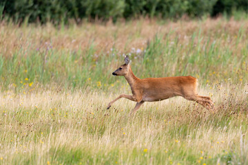 European roe deer (Capreolus capreolus) on the East Frisian island Juist, Germany.