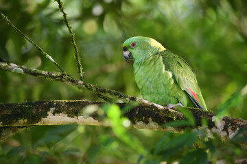 Yellow-naped amazon parrot perched on tree
