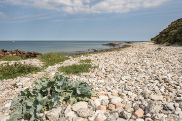 Steinstrand in Dänemark, Hundested mit Meerkohl und Meer und Horizont