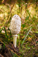 purchawka , grzyb, Lycoperdon bonordeni © Marcin Łazarczyk