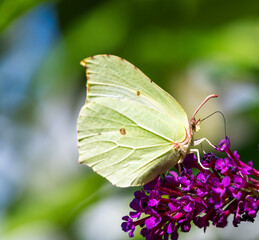 Yellow Brimstone Butterfly