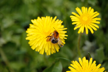 Hummeln auf den Blueten des Loewenzahn.  Geisa, Thueringen, Deutschland, Europa  - 
Bumblebees on dandelion blossoms. Geisa, Thuringia, Germany, Europe