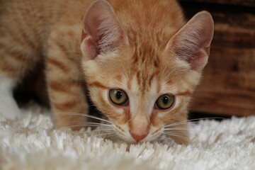 little red-haired kitten walks on a white sniffing carpet