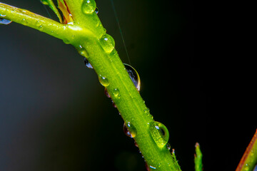 Close-up of a green branch of a plant with water drops after rain on a dark background