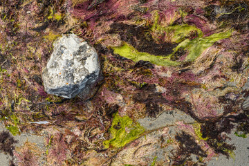 Bunte Algen und Steine am Strand im Detail, Hintergrund