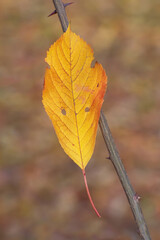 Beautiful bright yellow autumn leaf caught on a thorn on a branch closeup