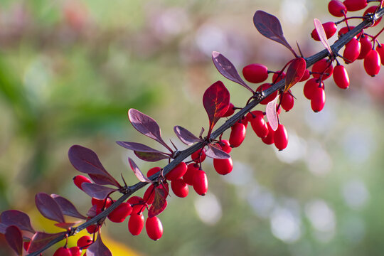 Beautiful branch  of barberry with bright red berries and violet leaves closeup