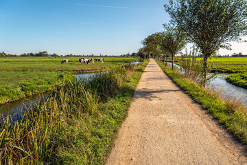 Fototapeta na wymiar Typical Dutch polder landscape in summertime. Cows are grazing in the pasture surrounded by ditches for drainage. The photo was taken near the village of Streefkerk, Alblasserwaard, South Holland.