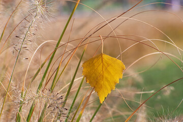 The beautiful lonely yellow birch y leaf caught on a dry blade of grass