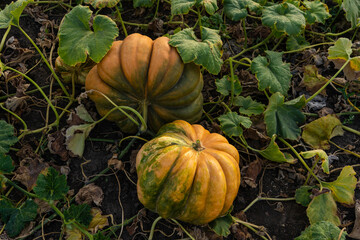 Pumpkins on an agricultural field at sunset