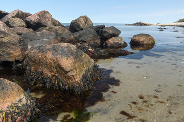 Fototapeta na wymiar Runde Felsen bewachsen mit Algen am Strand