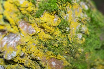 Birch bark background in soft focus at high magnification. A tree with a white trunk with black stripes. A useful product in medicine for the preparation of healing and antipyretic agents.