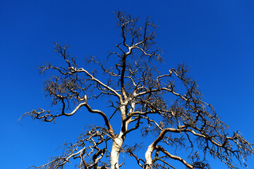 Top of a dry tree with clear blue sky