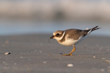 Waders or shorebirds, ringed plover on the beach