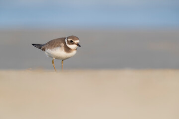 Waders or shorebirds, ringed plover on the beach