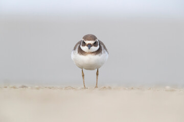 Waders or shorebirds, ringed plover on the beach