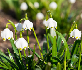 Beautiful flowers of Leucojum vernum (spring snowflake) blooming in sunny day. Close-up