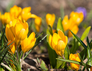 First spring flowers. Yellow Crocuses  blooming
