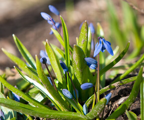 Scilla siberica (Siberian squill or wood squill). First spring flowers blooming in sunny day