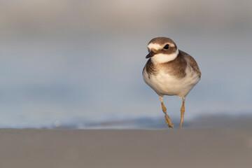 Waders or shorebirds, ringed plover on the beach
