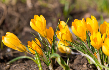 First spring flowers. Yellow Crocuses  blooming 