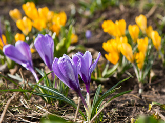 First spring flowers. Violet and yellow Crocuses  blooming in sunny day