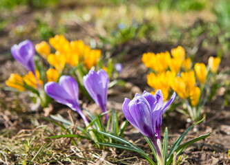 First spring flowers. Violet and yellow Crocuses blooming in sunny day