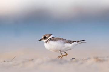 Waders or shorebirds, ringed plover on the beach