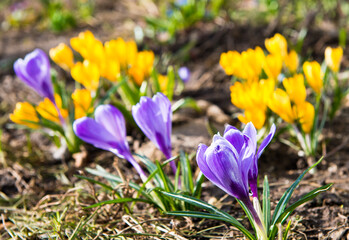 Fototapeta na wymiar First spring flowers. Violet and yellow Crocuses blooming in sunny day