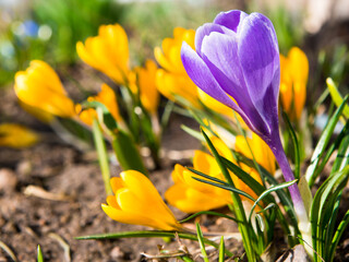 First spring flowers. Violet and yellow Crocuses blooming in sunny day