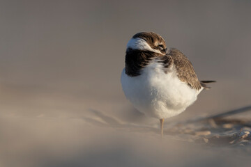 Waders or shorebirds, ringed plover on the beach