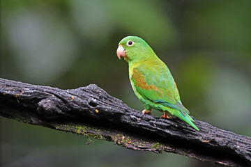 Orange-chinned parakeet perched on black branch