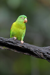 Orange-chinned parakeet perched on black branch