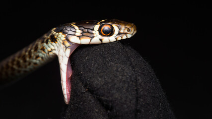 The grass snake (Natrix natrix)