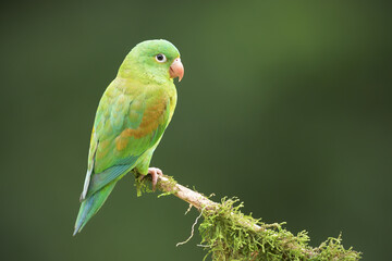 Orange-chinned parakeet perched on moss branch