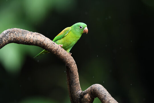Orange-chinned parakeet perched on branch
