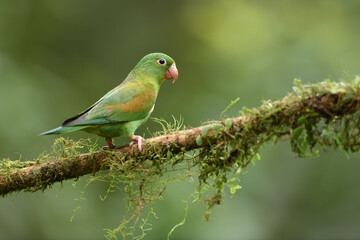 Orange-chinned parakeet perched on moss branch